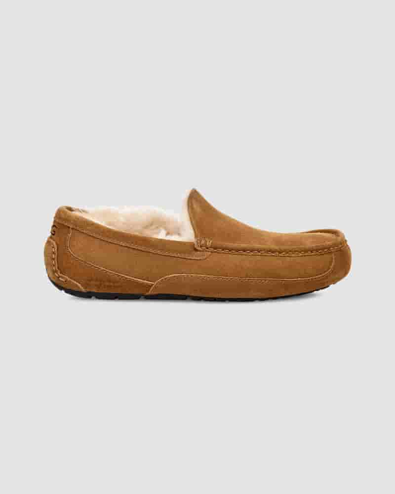 UGG Ascot Tøfler Herre Brune | DKK8667O